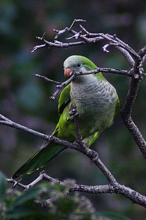 Munkkiaratti luonnossa