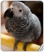 Harmaapapukaija, eli jako