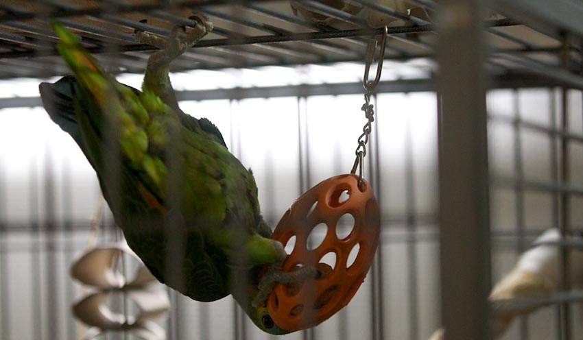 Amatsoni ja pähkinäpallo