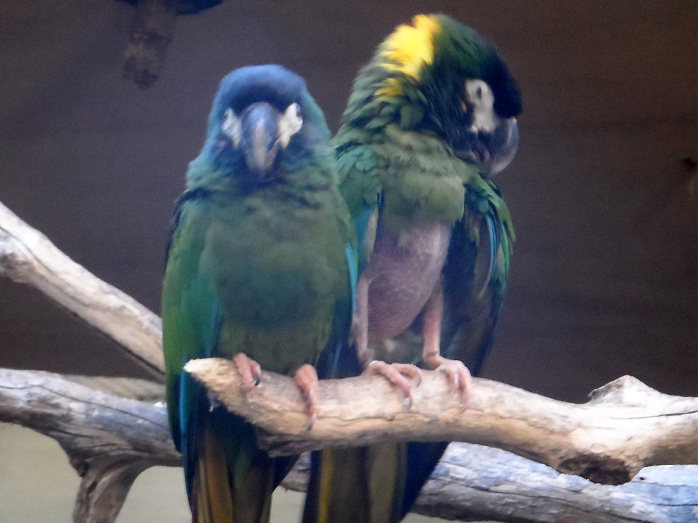 Nyppivä lintu oikealla.