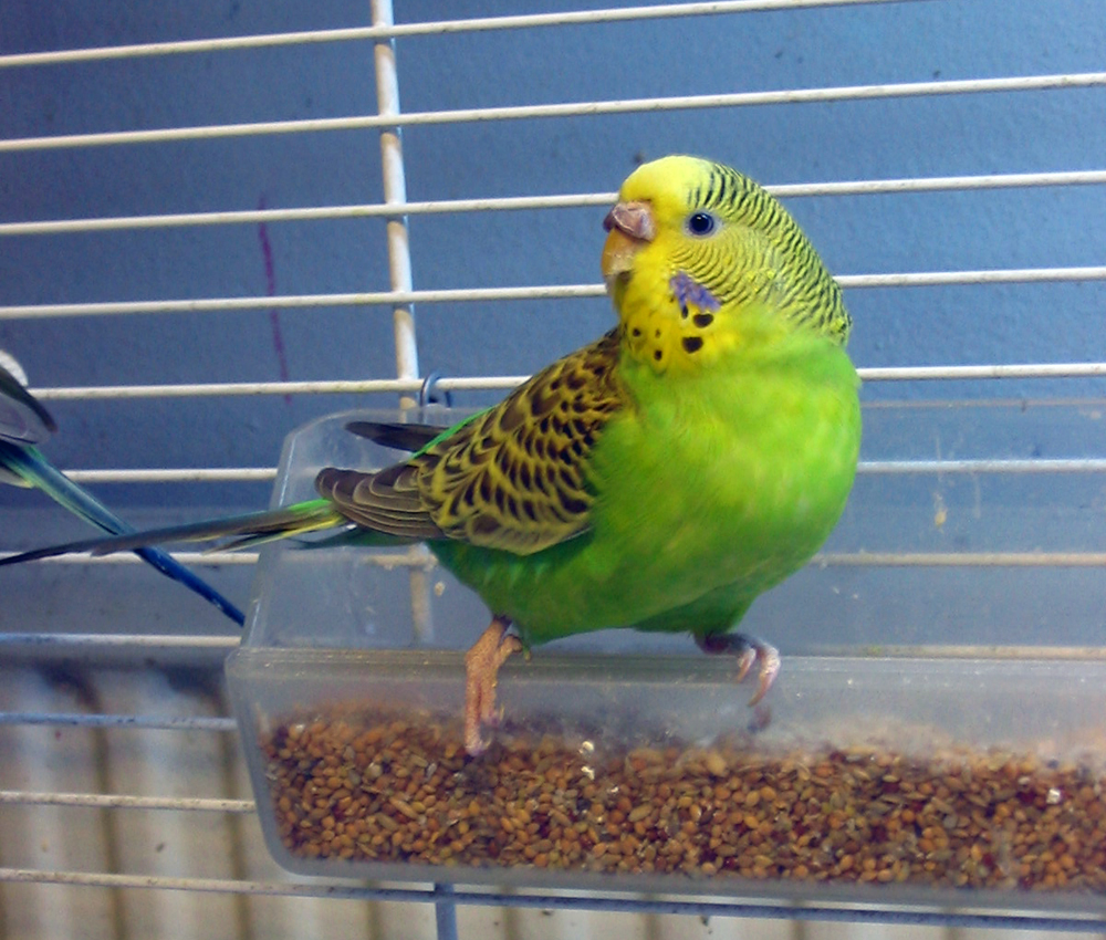 Undulaatti siemenseoksen äärellä