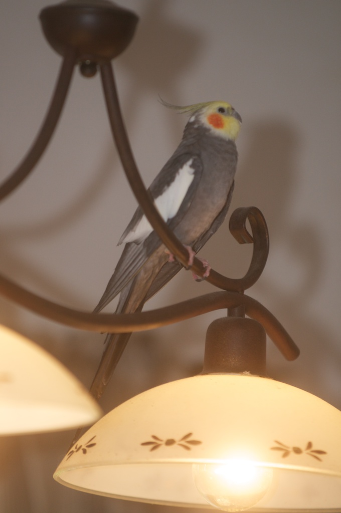 Neitokakadu lampussa.