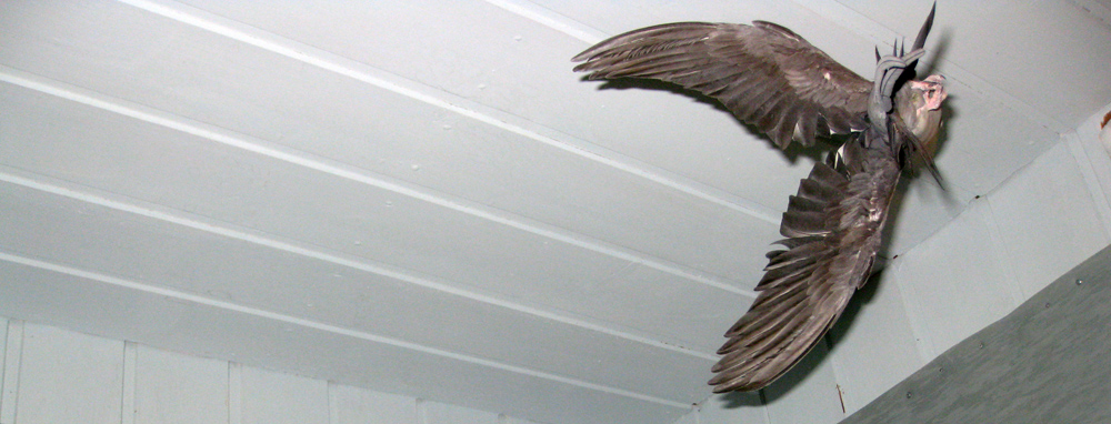 Neitokakadu lennossa.