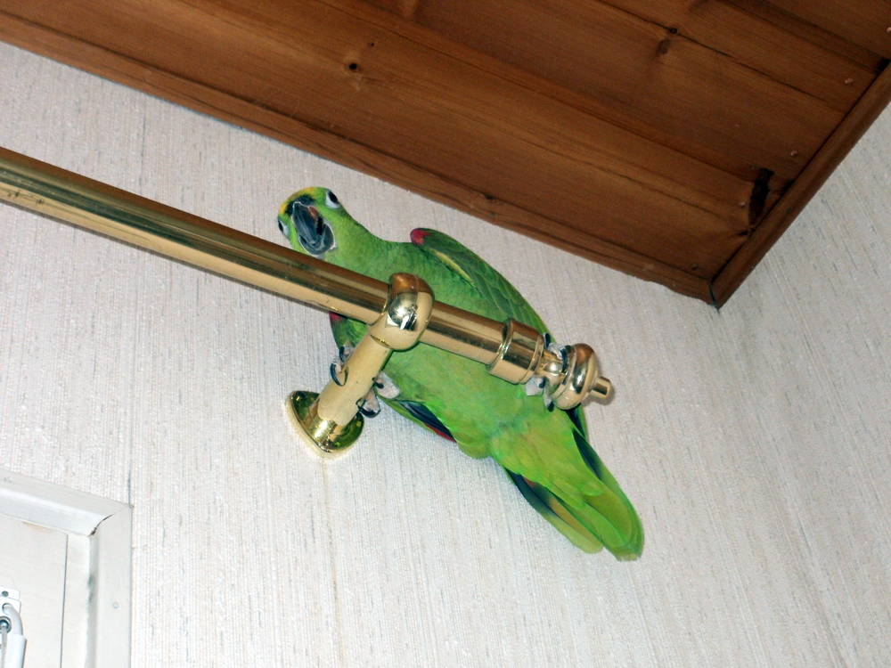 Amatsoni verhotangolla.