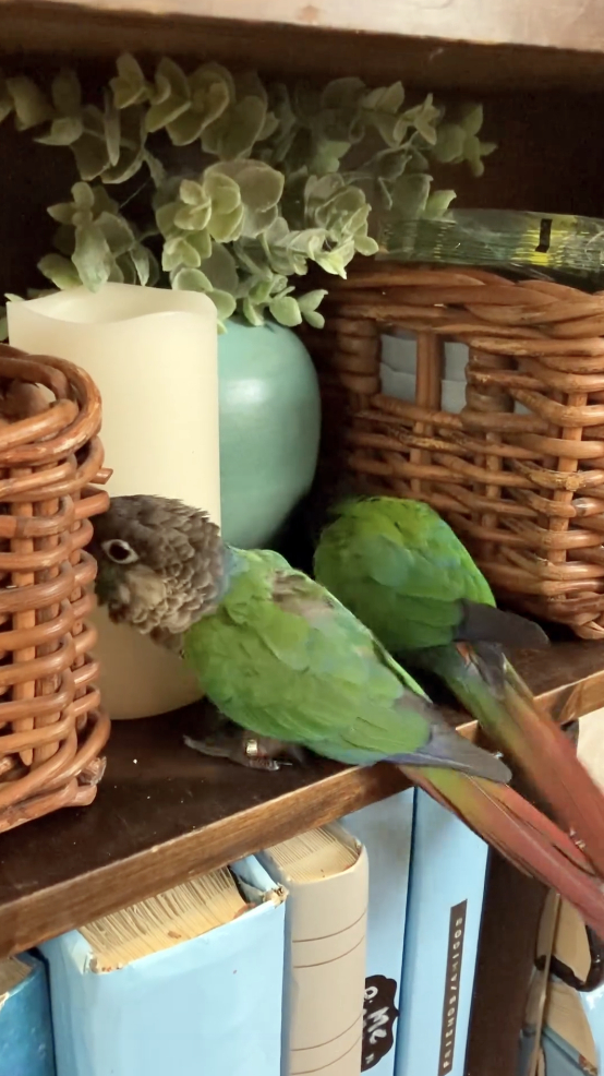 Helmiaratit hyllyllä.