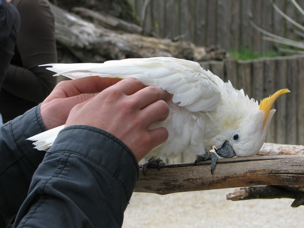 Kakadun epäasiallista silittelyä.