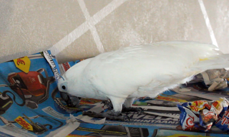 Valkokakadu silppuaa paperia.