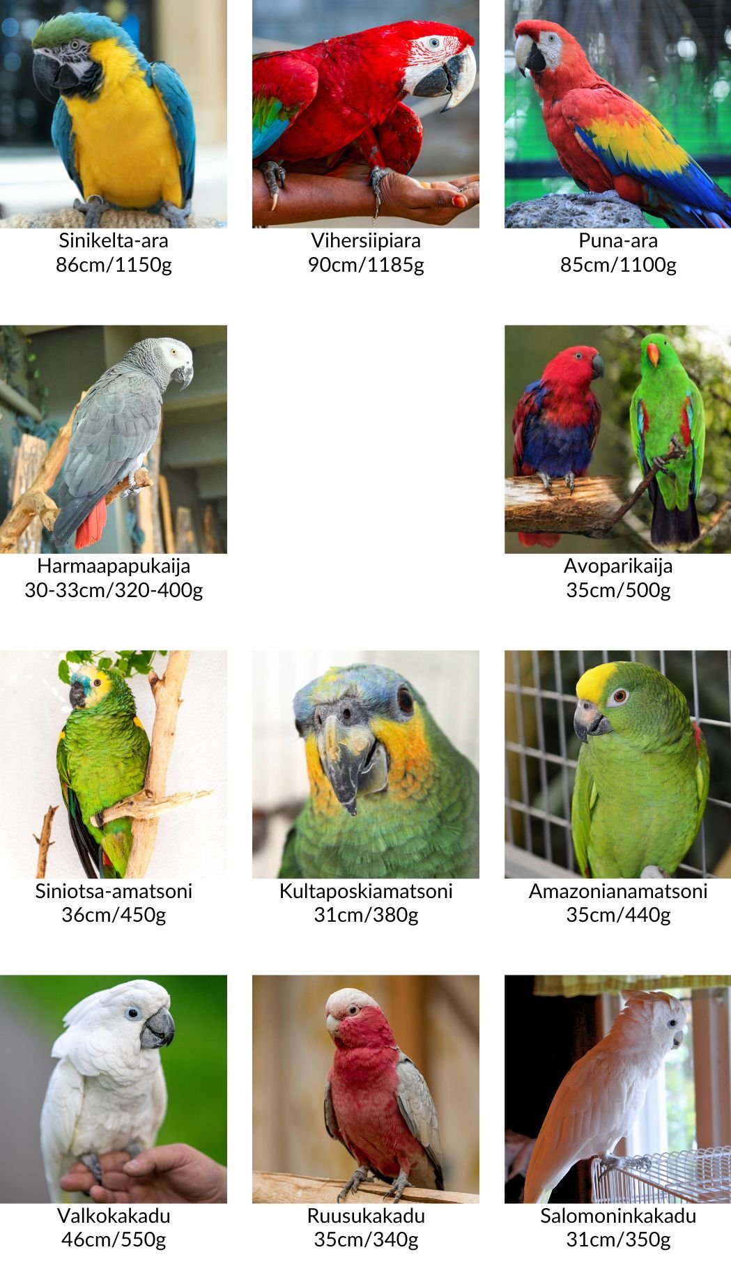 Kuvia, lajinimiä, pituuksia ja painoja isoista papukaijoista.