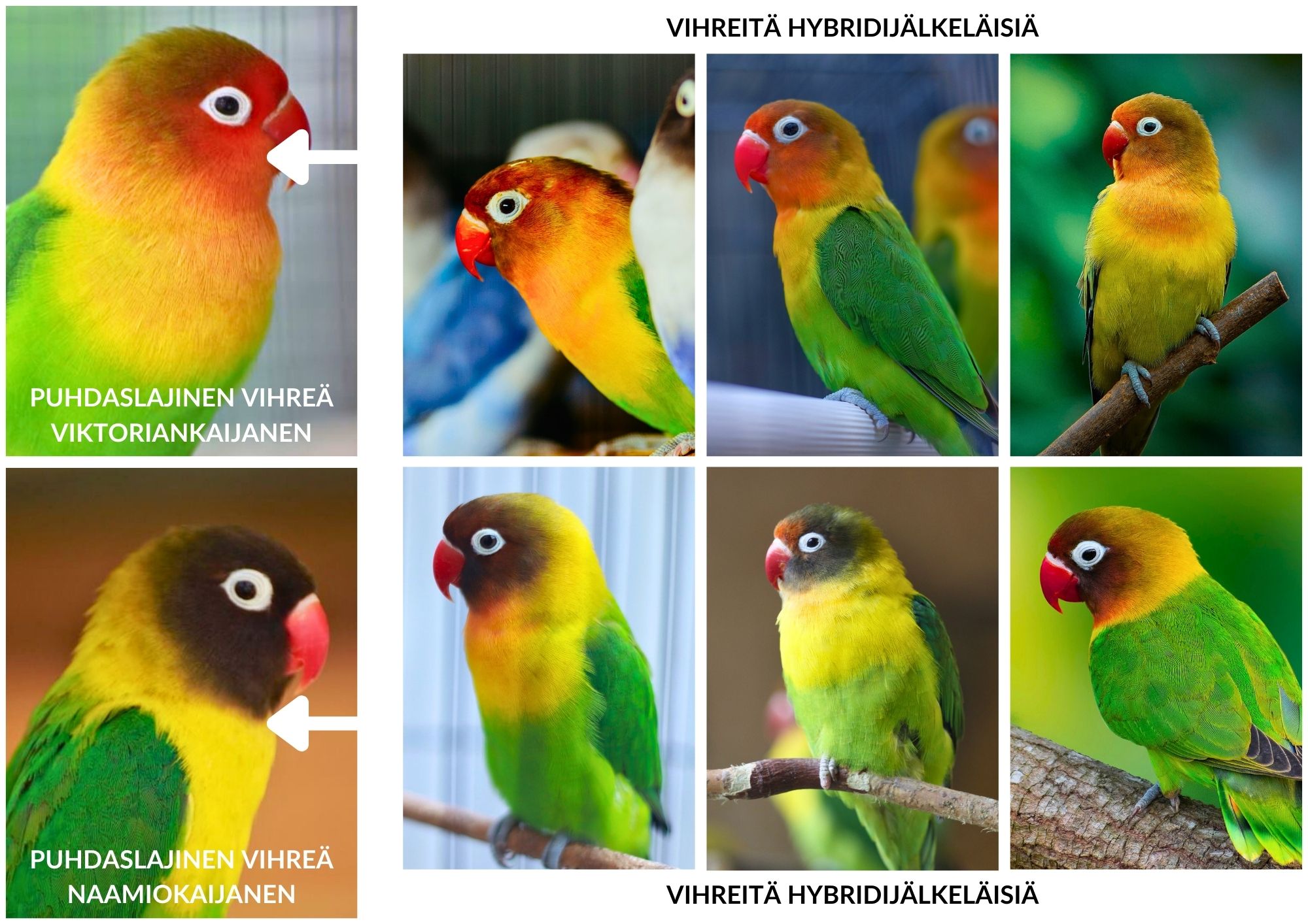 “Viktoriankaijasen