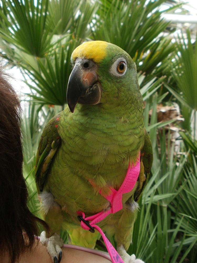 Keltaotsa-amatsoni valjaissa