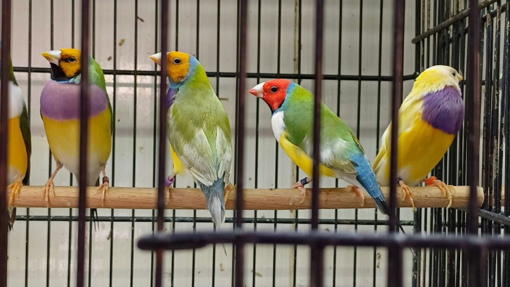 Harlekiinipeippoja häkissä.