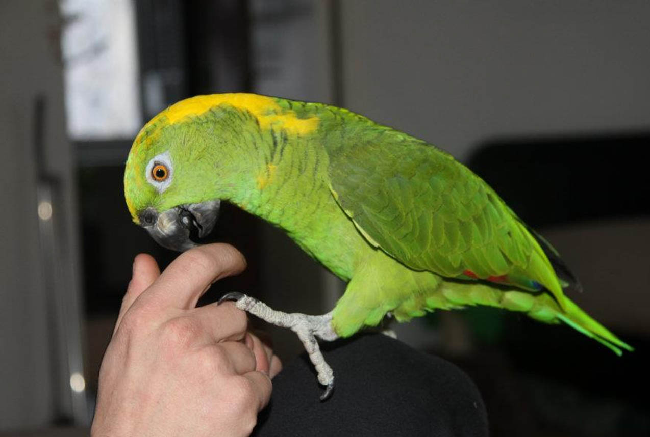 Kesy keltaniska-amatsoni.