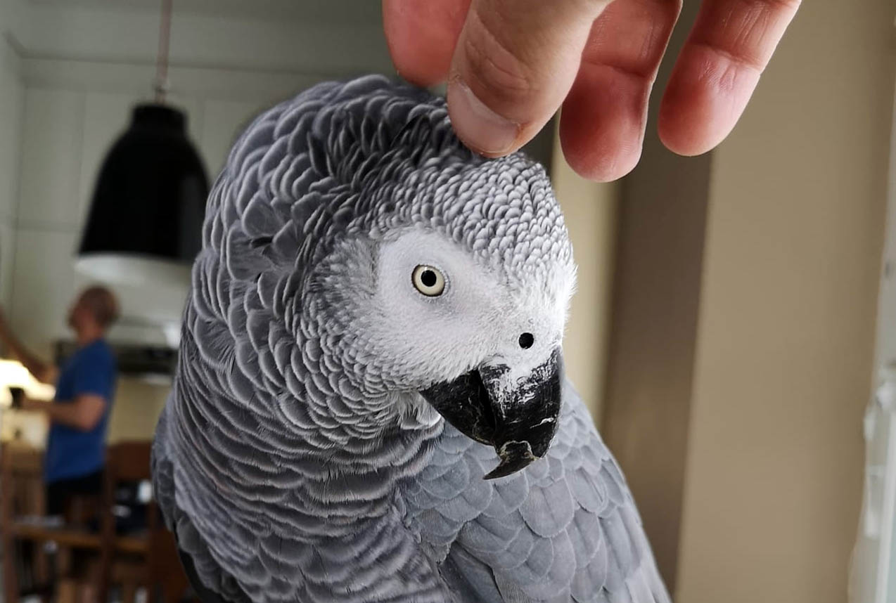 Harmaapapukaija rapsuteltavana.