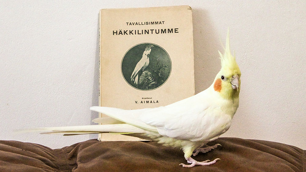 Neitokakadu ja kirjan kansi.