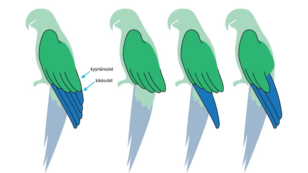 Eri tavalla klipattuja siipiä piirroksen keinoin.