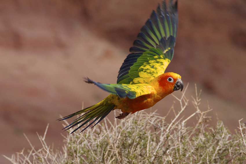 Papukaija lentämässä