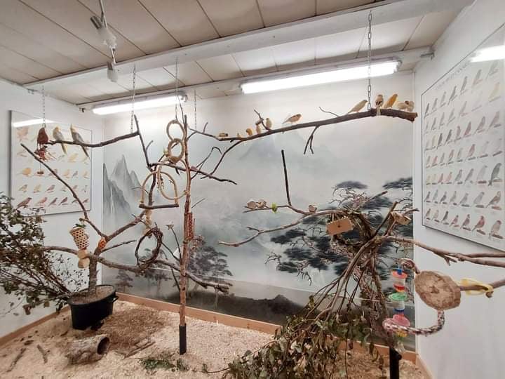 Kanarialintujen ja neitokakadujen lintuhuone.