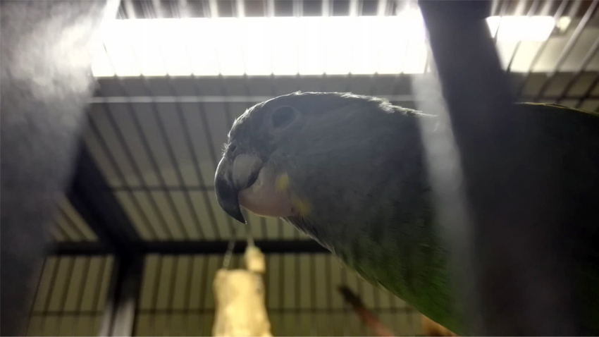 Loisteputki-mallinen lintulamppu häkin päällä.