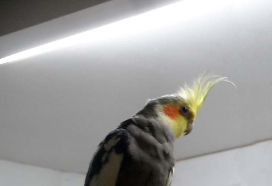 Lintulamppu ja neitokakadu