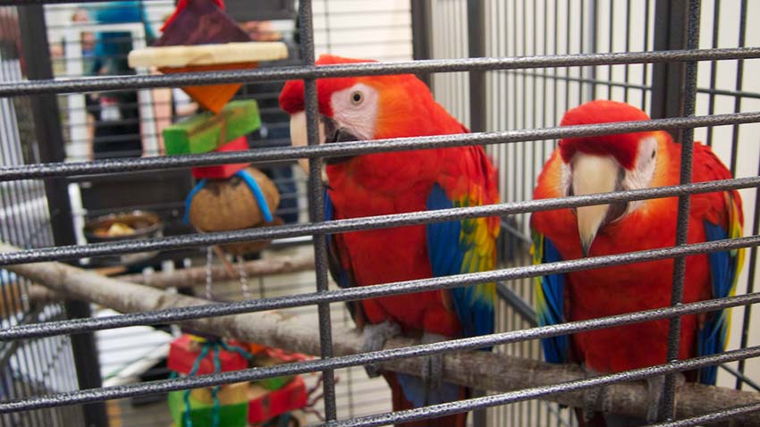 Paukaijojen hinta koostuu monista asioista