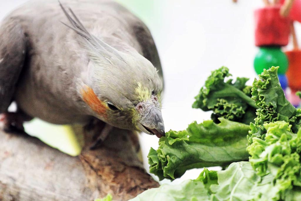 Neitokakadu syö lehtikaalta