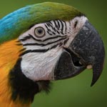 Papukaijat selkokielellä