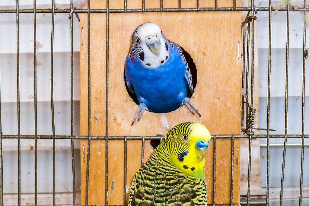 Undulaatti ja pesäpönttö