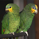 Sosiaalinen papukaija on kehittynyt elämään lajitoverin kanssa