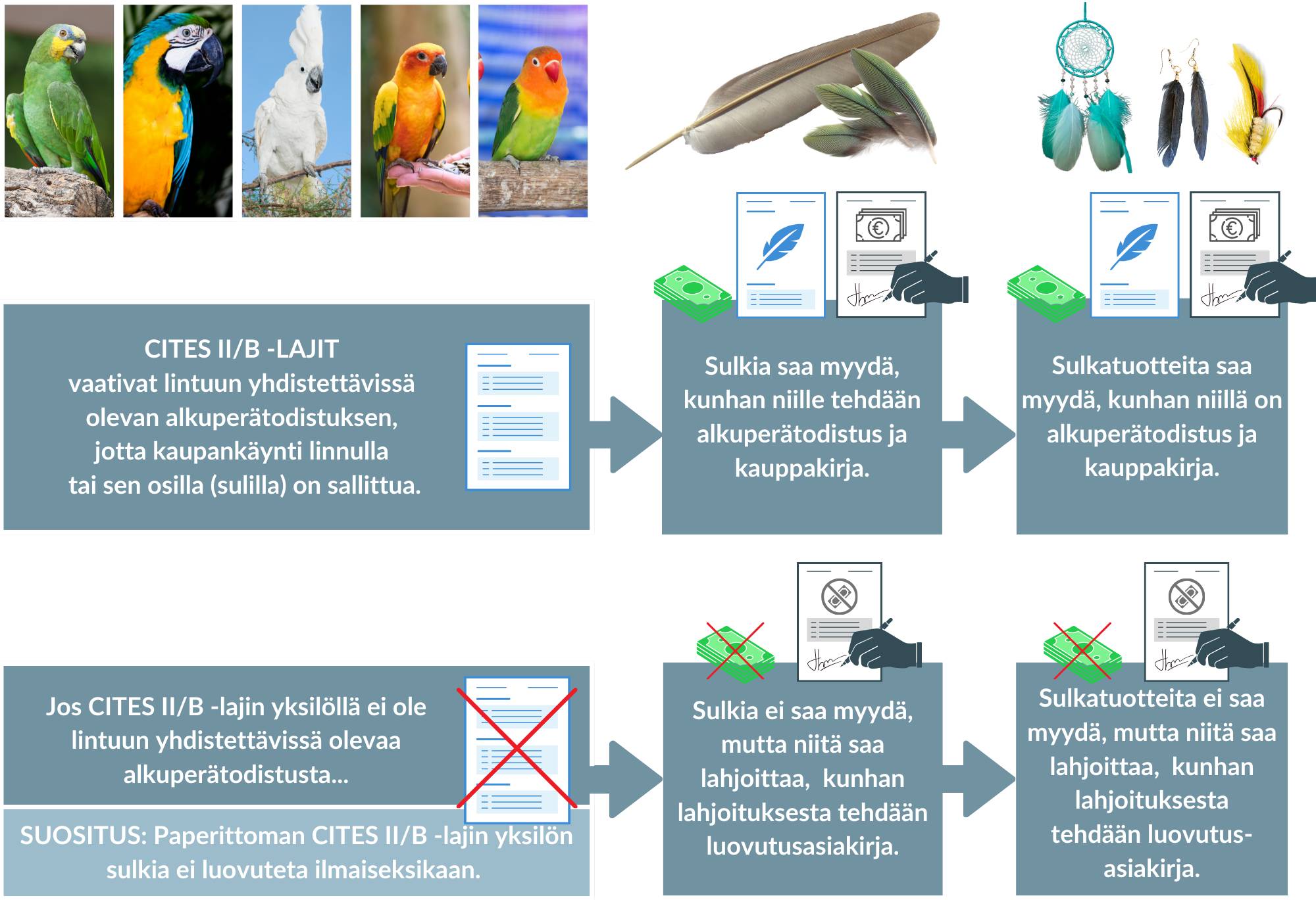 Grafiikka, jossa esitetään yksinkertainen versio kaupasta CITES II/B sulilla.