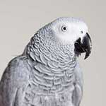 Puhuva papukaija Harmaapapukaija
