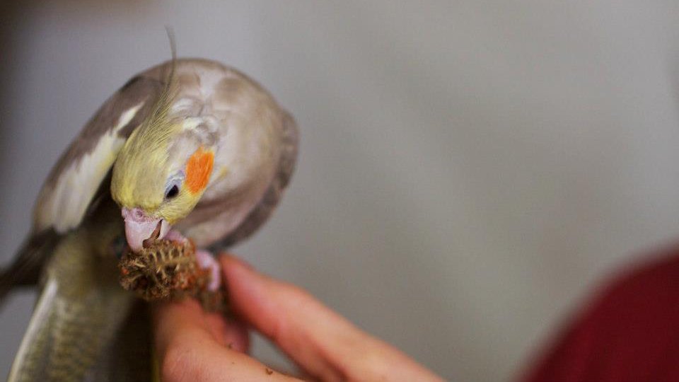 Neitokakadu syö hirssiä kädeltä.