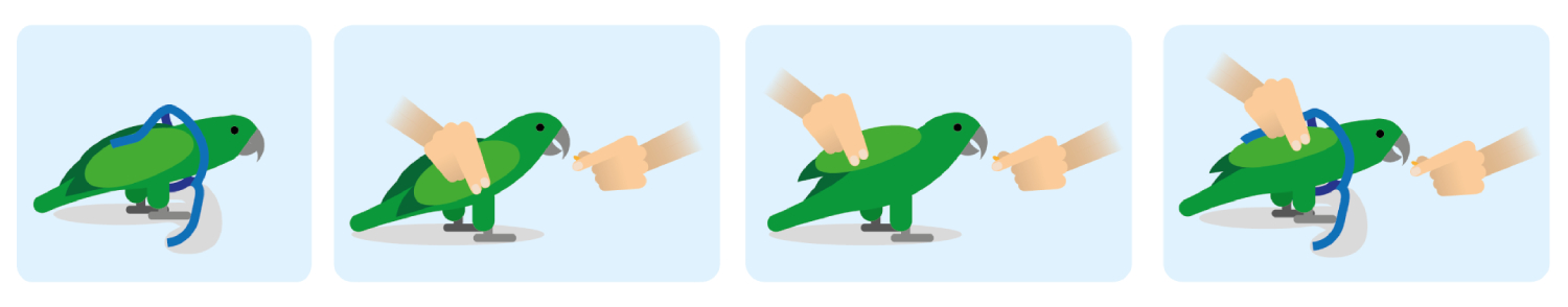 Piirroskuva valjaskoulutuksen edistymisestä.