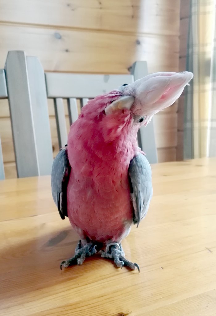 Ruusukakadu pöydällä.