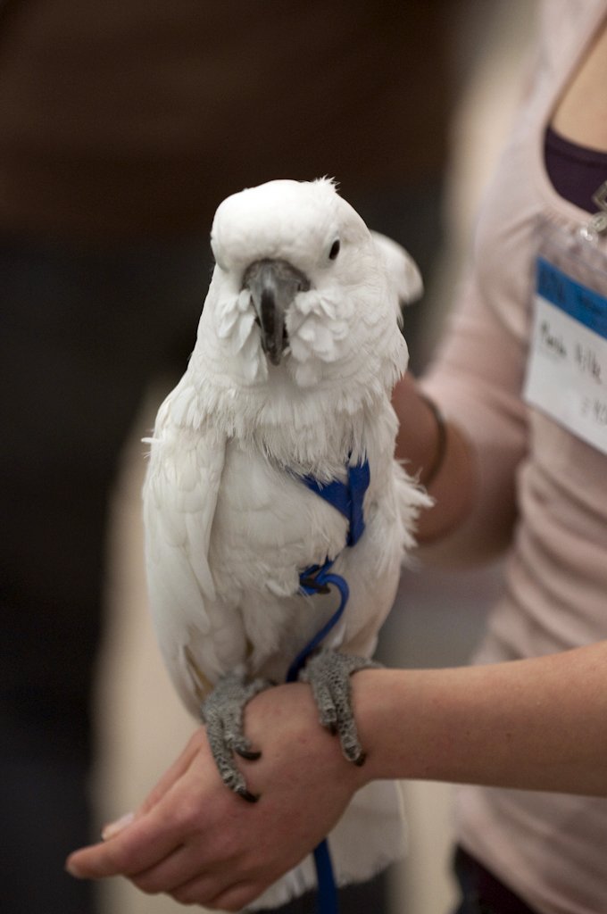 Valkokakadu valjaissa.