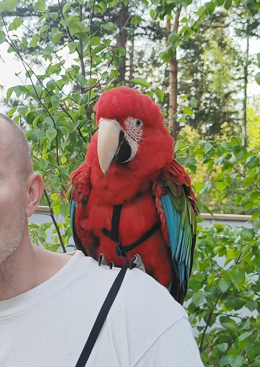 Vihersiipiara valjaissa ulkona kesällä.